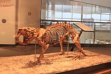 Скелет Castoroides ohioensis, гигантского бобра, жившего в плейстоцене в Северной Америке