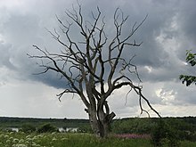 Валдайская возвышенность