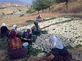 Курдские женщины готовят кашк в деревне в Турции