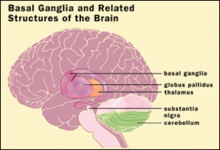 Cerebellum