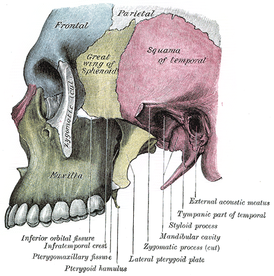 Вид сбоку. Верхняя челюсть в нижней левой части, обозначена зелёным.