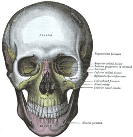 Фронтальный вид. Верхняя челюсть в центре, обозначена жёлтым.