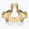 Взаимное расположение верхних челюстей (с зубами)