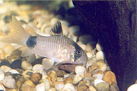 Corydoras panda