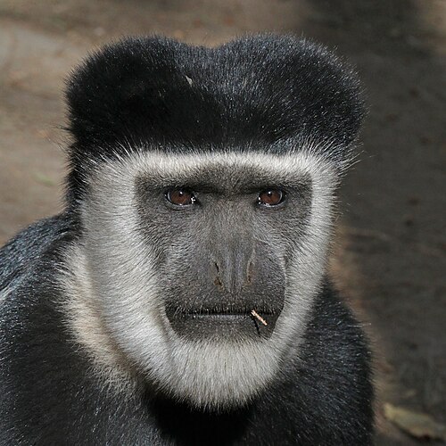 Восточный колобусъ (Colobus guereza).