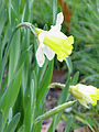 Narcissus pseudonarcissus