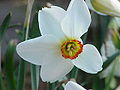 Narcissus poeticus actaea