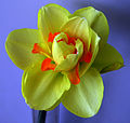 Narcissus pseudonarcissus, культивар