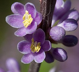 Liriope muscari, цветки крупным планом