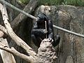 Шимпанзе добывает термитов острой палочкой.
