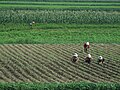 Корейские крестьяне в поле