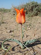 Эндемик Приаралья — Тюльпан Борщова (Tulipa borszczowii), Байконур