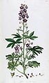 Delphinium staphisagria