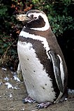 Магеллановый пингвин в Патагонии, Чили