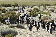 Колония магеллановых пингвинов в Патагонии