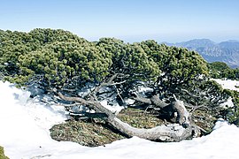 Сосна Pinus culminicola, эндемик горы