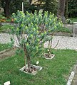 Euphorbia dendroides