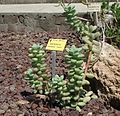 Sedum treleasei