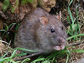 Серая крыса (Rattus norvegicus)
