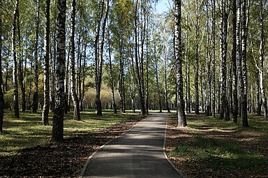 Аллея в берёзовой роще