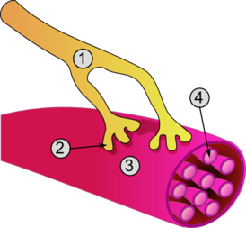 Общая структура клетки скелетной мышцы и нервно-мышечного соединения: 1 — аксон; 2 — нервно-мышечный синапс; 3 — мышечная клетка (миоцит); 4 — миофибрилла