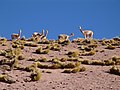 Ламы в пустыне Атакама