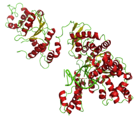 Taq-полимераза в комплексе с ДНК