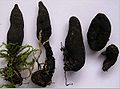 Стромы с перитециями у Xylaria polymorpha