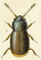 Ptiliolum spencei