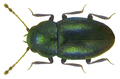 Ptenidium punctatum