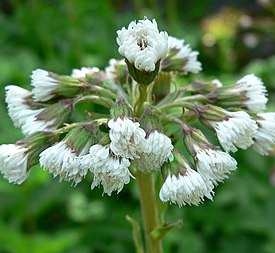 Petasites frigidus var. palmatus