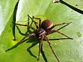 Dolomedes? Какой вид? На листе кубышки возле берега озера, Мордовия