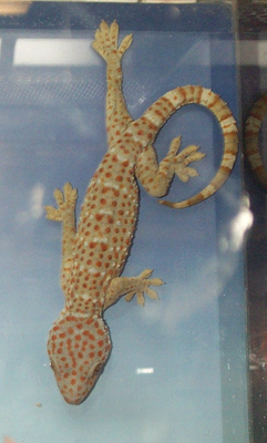 Геккон токи (Gekko gecko), ползающий по вертикальному стеклу