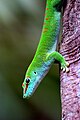 Мадагаскарский дневной геккон