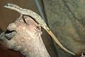 Африканский карликовый геккон Штейднера
