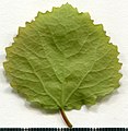 Округлый лист осины (Populus tremula)