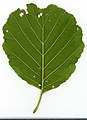 Ольха чёрная (Alnus glutinosa)