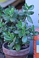 Толстянка яйцевидная (Crassula ovata)