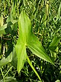 Стреловидный лист стрелолиста обыкновенного (Sagittaria sagittifolia)