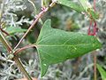 Копьевидный лист лебеды простёртой (Atriplex prostrata)