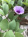 Двулопастные листья Ипомеи двулопастной (Ipomoea pes-caprae)