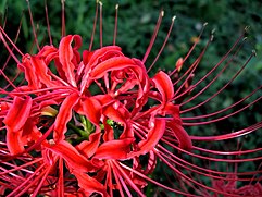 Lycoris radiata