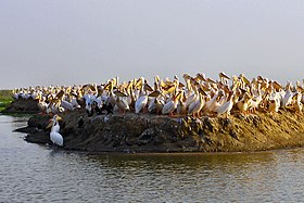 Пеликаны на острове в парке Джудж