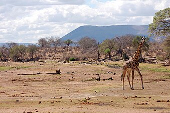 Жираф в высохшем русле реки Большая Руаха