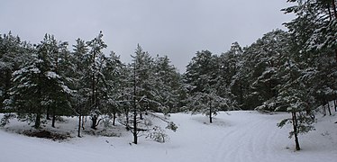 Сосновый лес в Гарупе