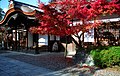 Момидзи (A. palmatum) в осенней раскраске, Киото, Япония