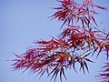 Красный рассечённолистный A. palmatum