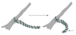 Схема формирования бонсай с помощью проволки
