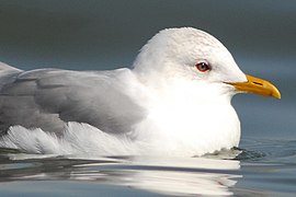 Larus canus kamtschatschensis