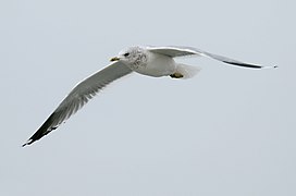 Larus canus kamtschatschensis в зимнем оперении